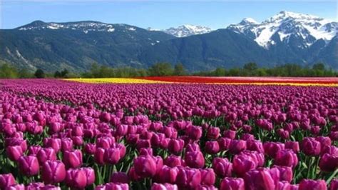 Kashmir's 6-day Tulip Festival to celebrate Spring arrival, promote ...