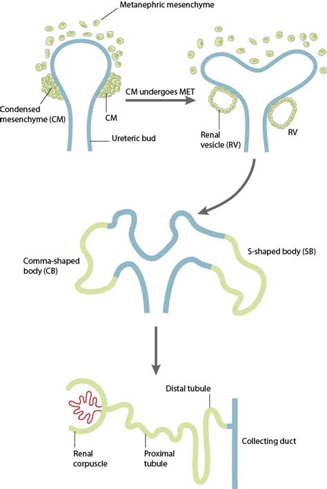 What is the mesenchymal to epithelial transition? - Mechanobiology ...