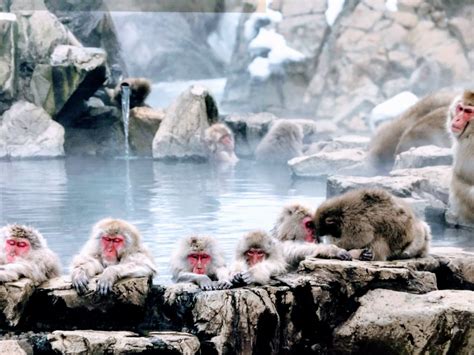 Review of Snow Monkeys Onsen at Jigokudani 2020 - Tea Ceremony Japan Experiences MAIKOYA