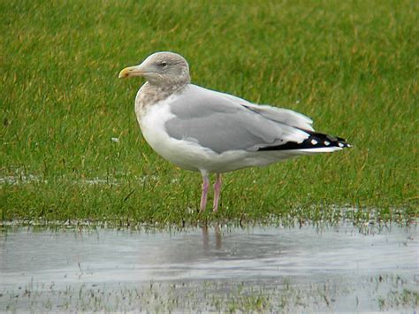 American Herring Gull ( Larus smithsonianus) | The American … | Flickr