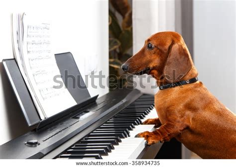 Funny Dog Playing Piano Stock Photo (Edit Now) 358934735