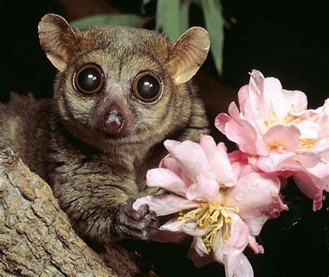 Reddit, meet the pygmy mouse lemur: The smallest species of lemur in the world, found ...