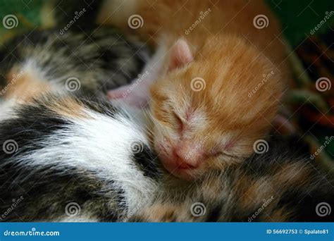 Sleeping newborn kitten stock image. Image of innocence - 56692753