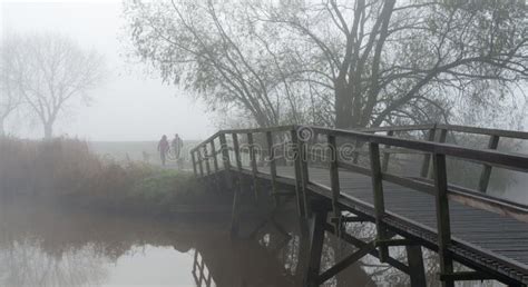 Misty Forest Path stock photo. Image of seasons, peace - 20302564