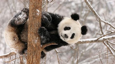 Panda Bear [2] wallpaper - Animal wallpapers - #16657