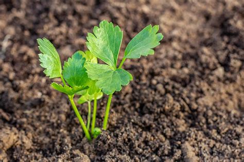 Learn How to Grow Celery from Seed