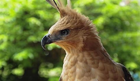 Elang Jawa, Burung Luar Biasa yang Ternyata Jadi Simbol Garuda pada ...