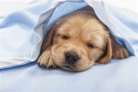 What Time Should I Put My Puppy to Bed? | Cuteness | Sleeping puppies ...