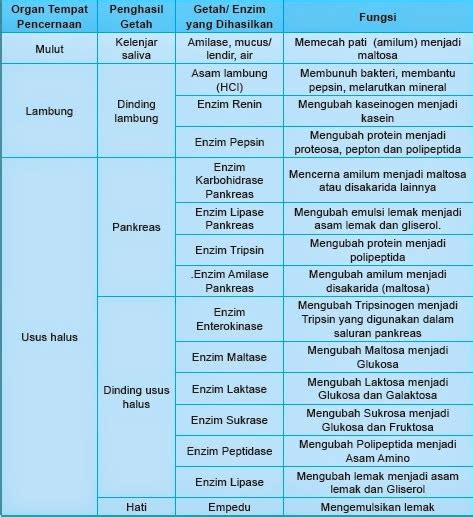 Enzim Sistem Pencernaan - Homecare24