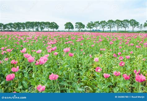 Field full of pink poppies stock photo. Image of decorative - 26080780