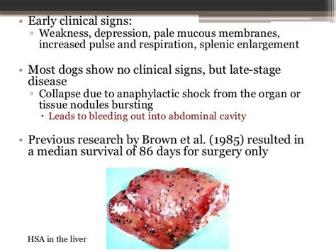 Hemangiosarcoma Senior Seminar Final