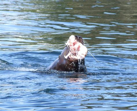 Feeding Sea Lion Photograph by Tracy Jacobson - Fine Art America