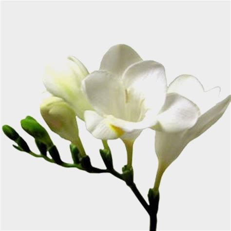 Freesia White Flower - wholesale