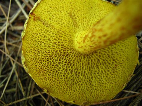 Suillus americanus: The Ultimate Mushroom Guide