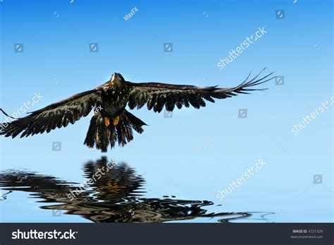 Golden Eagle Flying Water Reflection Stock Photo 4721329 - Shutterstock