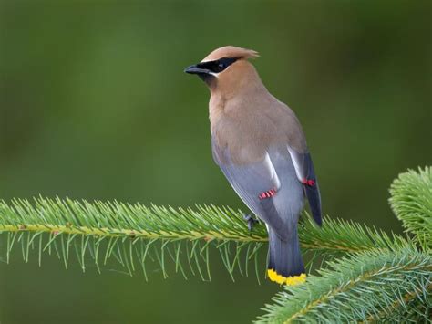 Bohemian Waxwing or Cedar Waxwing: What Are The… | Birdfact