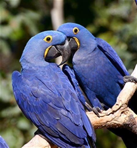 Purple Hyacinth Macaw