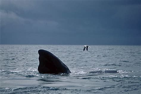 ANTARCTICA / ANTARCTICA | A Ballena Franca austral whale (Va… | Flickr