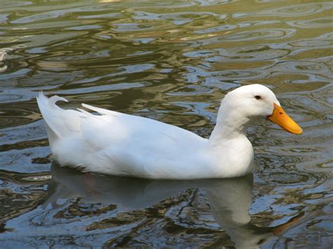 Free photo: Duck Swimming - Animal, Bird, Duck - Free Download - Jooinn