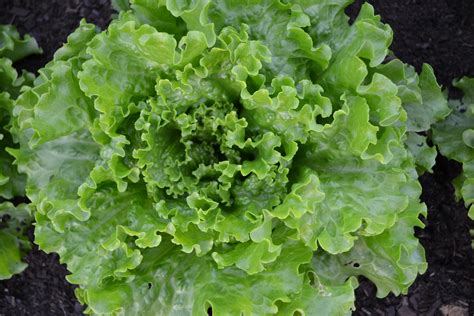 Free Images : food, harvest, produce, lettuce, plants, vegetables, green salad, vegetable garden ...