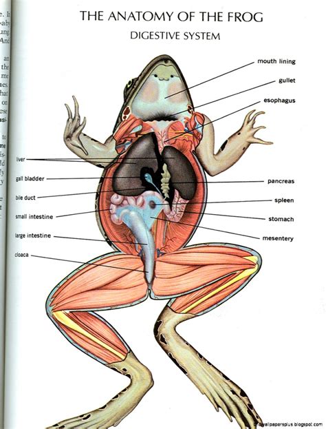 Frog Anatomy | HD Wallpapers Plus