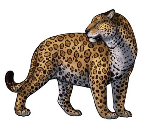 Jaguar Clipart White Background Jaguar White Background Transparent | Images and Photos finder