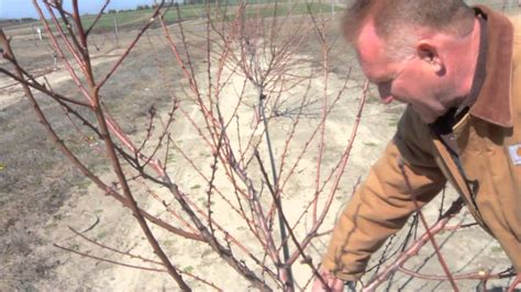 How to Prune a 2-Year-Old Peach Tree