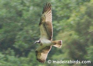 Osprey in Madeira | Madeira Birdwatching News & Trip Reports 🐦