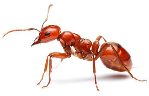 amazon ant - Students | Britannica Kids | Homework Help