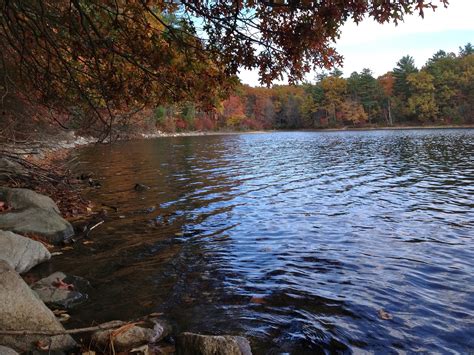 The shore of Walden Pond.