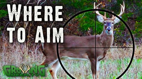 Where to Aim: A Guide for Deer Hunters from Real Hunts (#564)