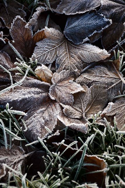 Frost leaves | Nature inspiration, Leaves, Frost