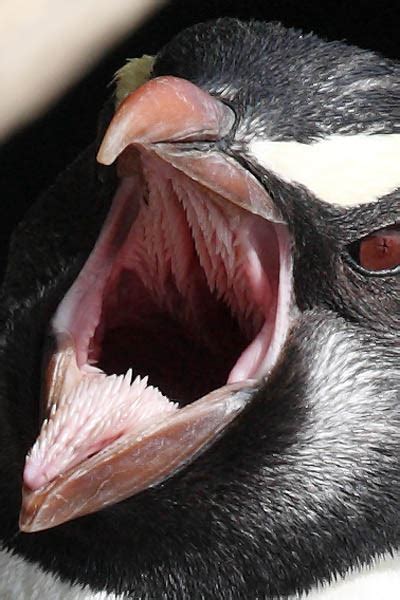 Do Avians have teeth? | Page 3 | Chucklefish Forums