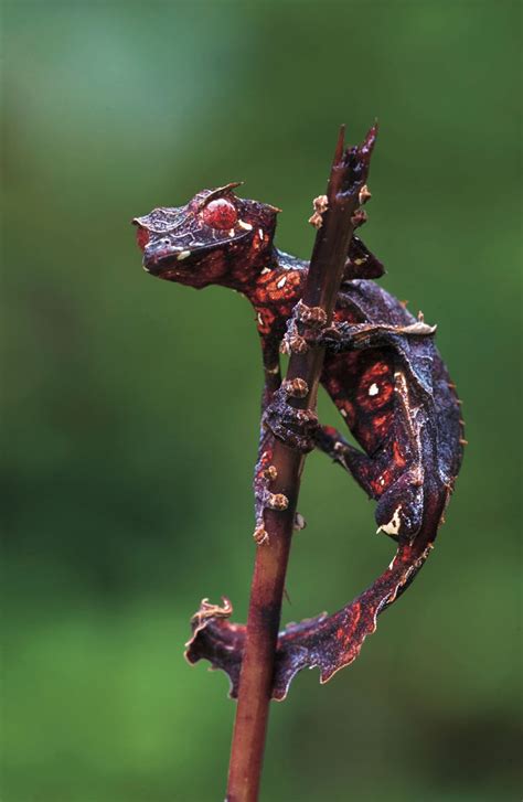 TYWKIWDBI ("Tai-Wiki-Widbee"): Uroplatus phantasticus - the Satanic Leaf-Tailed Gecko