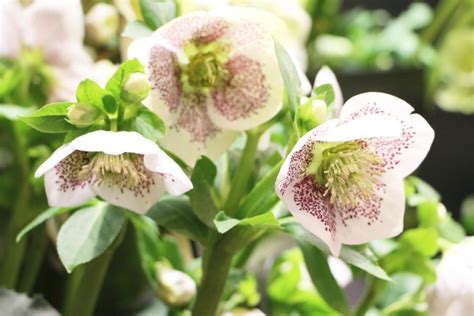 Christmas Rose, Helleborus niger - How to Plant and Care - Plantopedia