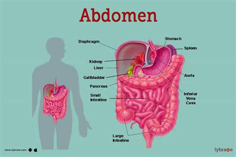 Abdomen (Human Anatomy) - Image, Definition, Function, Diseases and More