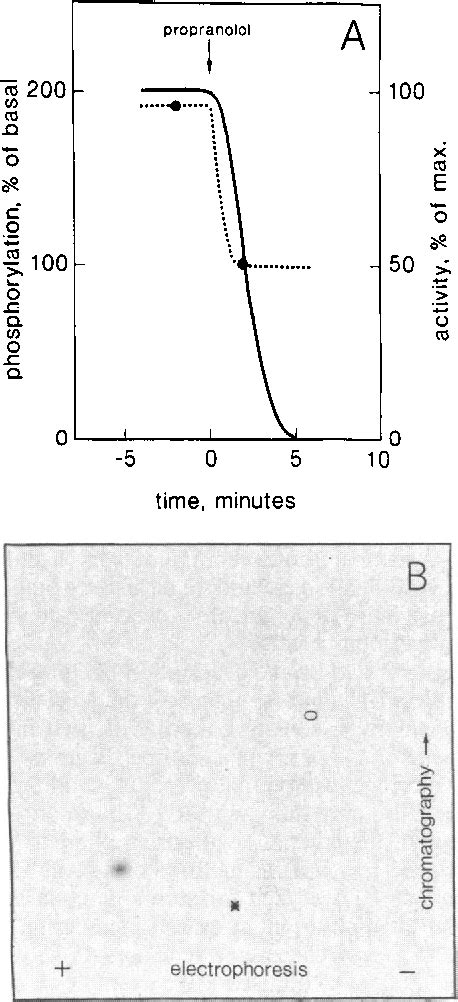 Figure 6 from Hormonal regulation of hormone-sensitive lipase in intact ...