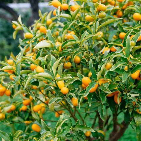 Nagami Kumquat Tree | Plants Express