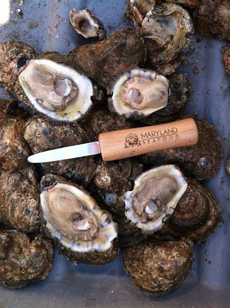 Maryland's Chesapeake Bay oysters! They are the greatest! Yum! My husbands favorite ...