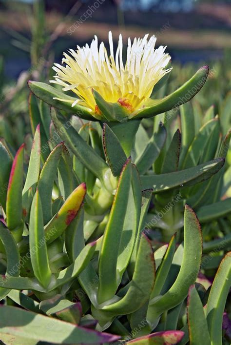 Carpobrotus edulis - Stock Image - C002/9099 - Science Photo Library