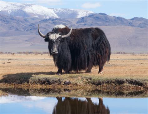 Yak - Facts and Beyond | Biology Dictionary