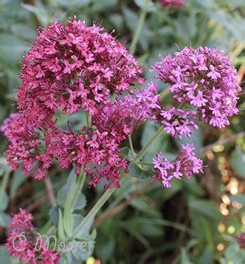 Valerian Plants White Pink Growing Care Information