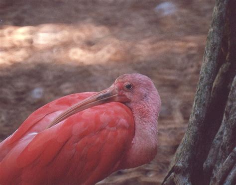 Scarlet Ibis Photograph by Herbert Gatewood - Fine Art America