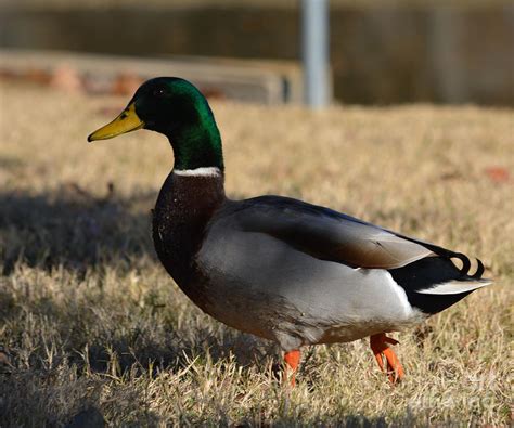 Male Mallard Duck Photograph by Ruth Housley