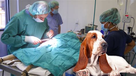 Dog Abdominal Surgery