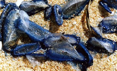 RussBLib - what the ....: Velella velella!!