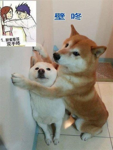 15 Best Shiba Inu Memes of All Time | The Dogman