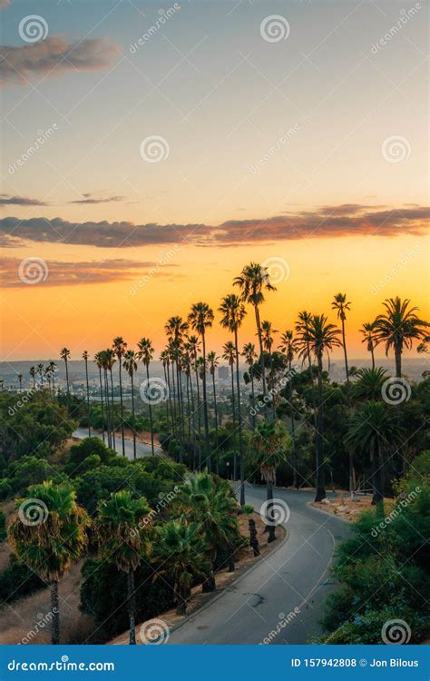 Palm Trees and Road at Sunset, in Elysian Park, Los Angeles, California ...