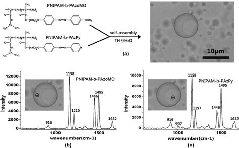 (a) Preparation process of hybrid PNIPAM-b-PAzoMO/PNIPAM-b-PAzPy ...