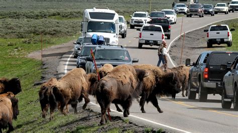 Yellowstone National Park's Traffic Problem Might Force Big Changes ...